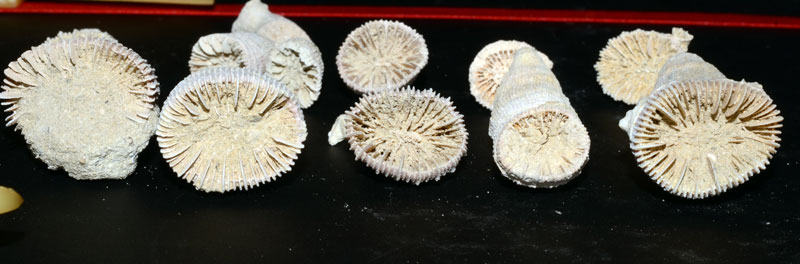 Corallo a singolo polipo Caryophyllia smithii